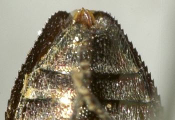 Media type: image;   Entomology 2686 Aspect: anal sclerite